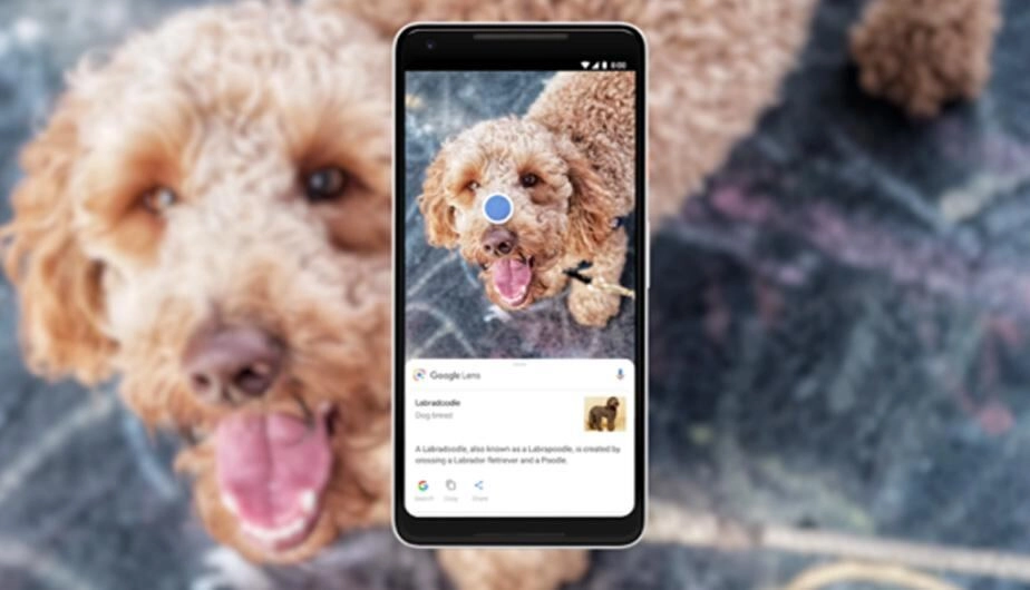 Camara de celular identificando perro